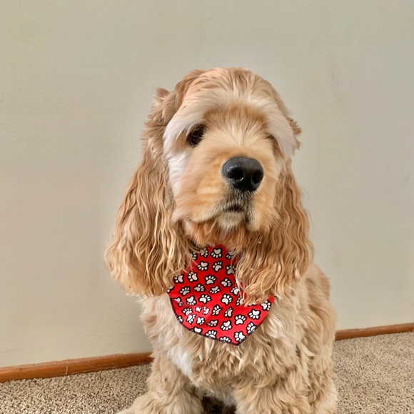 | paw print dog bandana | - Picture 2 of 11
